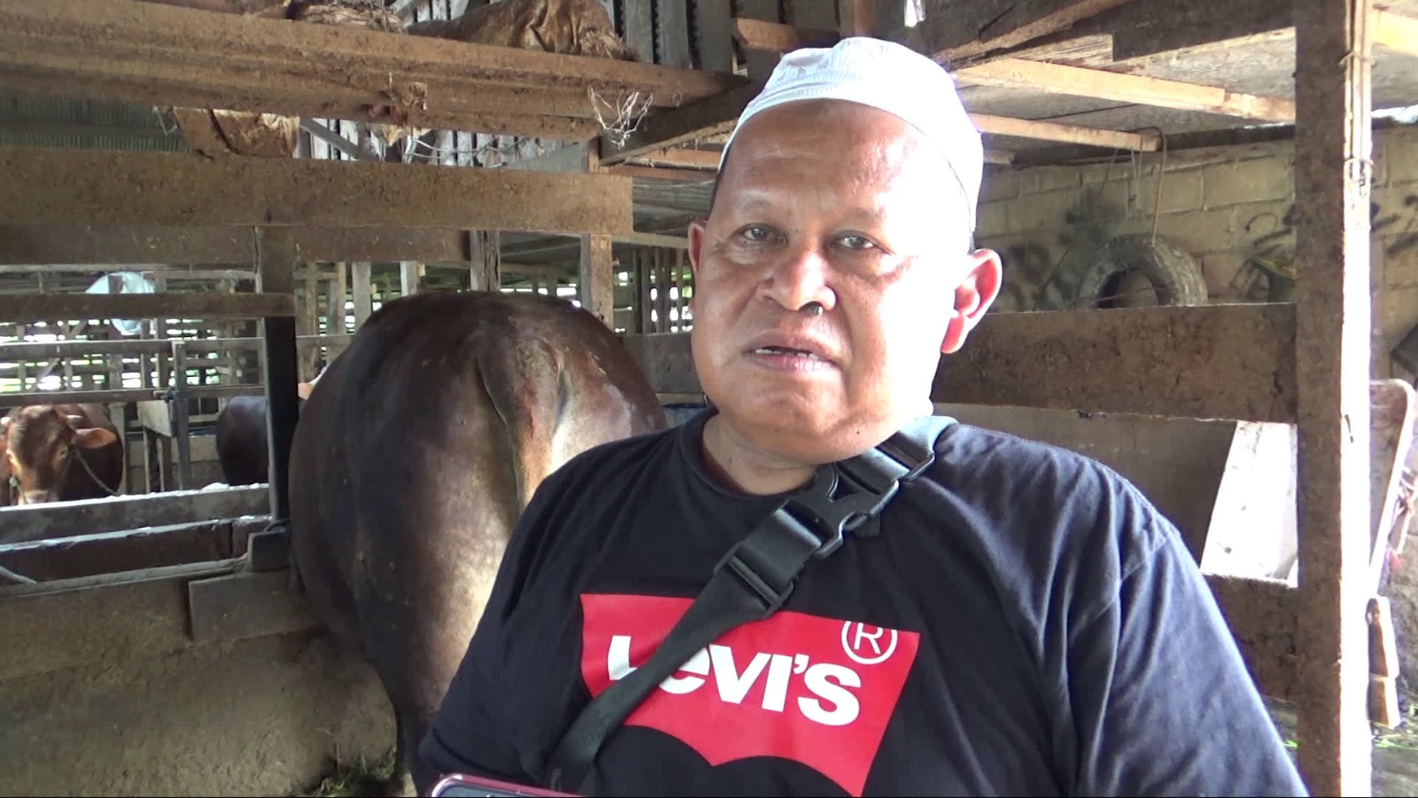 Pasokan Terbatas Akibat Perizinan, Harga Sapi Kurban di Tabalong Diprediksi Naik Hingga 15 Juta