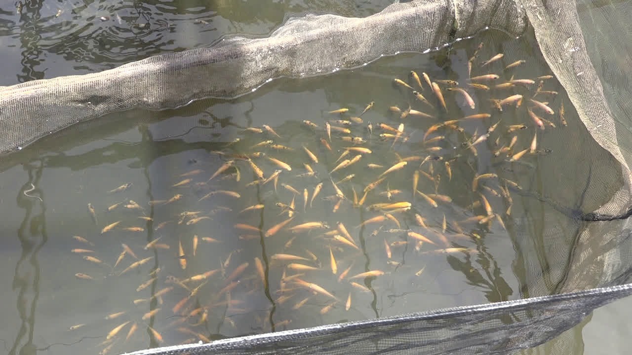 Dari Patin hingga Haruan, Produksi Benih Ikan Tabalong Tembus 2,1 Ton di 2025