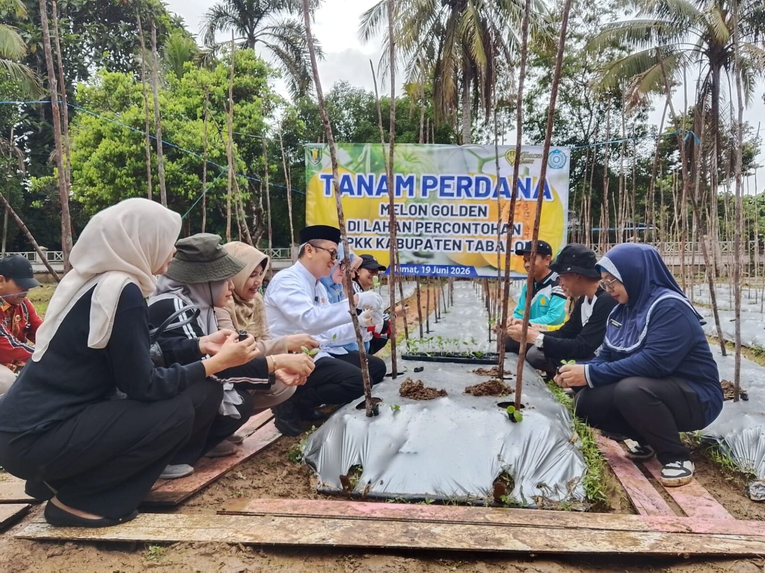 Bupati Tabalong Tanam 300 Bibit, Melon Golden Siap Jadi Mesin Cuan Warga