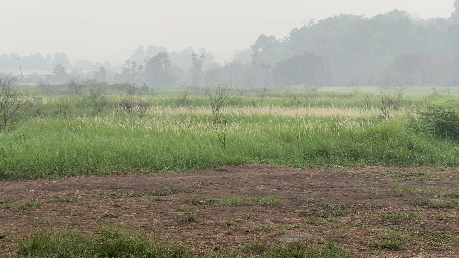 Sempat Viral! Begini Nasib Wisata Padang Ilalang Binturu Kelua