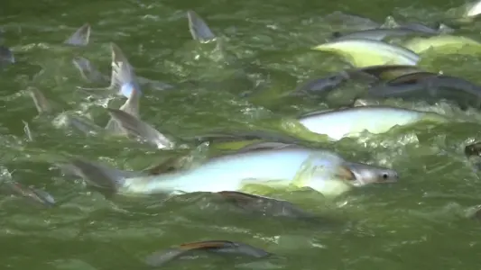 Jelang Pemecahan Muri Makan Paliat 20.000 Porsi, Stok Ikan Patin Dipastikan Cukup