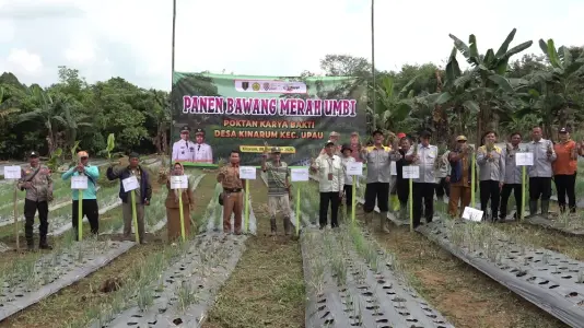 Panen Perdana Bawang Merah di Kinarum, Perkuat Ketahanan Pangan Daerah