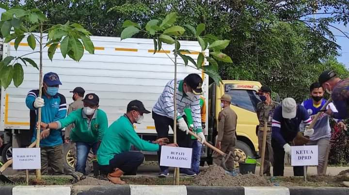 Bupati Pimpin Penanaman 100 Pohon Tabubuya di Mabu’un