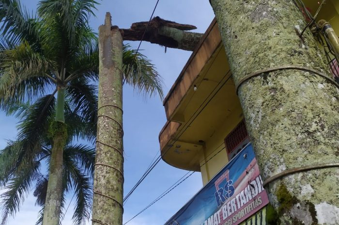 Ada Pohon Rawan Tumbang Dan Rapuh, Segera Lapor ke DLH Tabalong