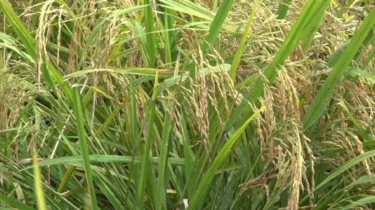 Tabalong Diprediksi Surplus Beras di 2025, Petani Optimalkan Tanam Musim Kemarau
