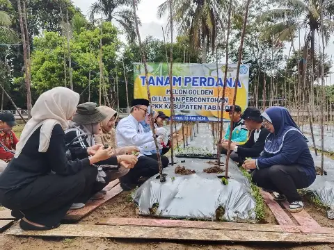 Bupati Tabalong Tanam 300 Bibit, Melon Golden Siap Jadi Mesin Cuan Warga