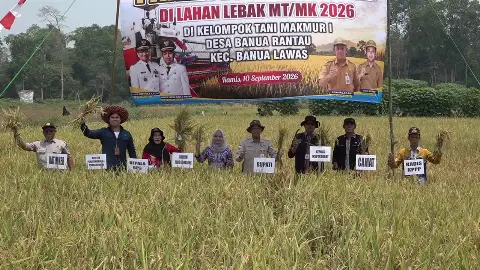 Meski Musim Kemarau, Poktan Makmur I Banua Rantau Berhasil Panen 8,8 Ton Padi per Hektare