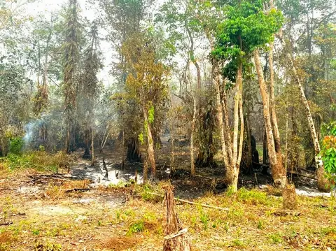 Api Terus Muncul! Karhutla Di Masukau Bakar 30 Hektare Lahan